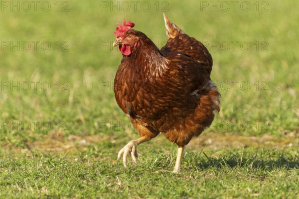 A brown hen with a frontal view standing in a meadow, domestic chicken, Rhineland-Palatinate, Germany, Europe