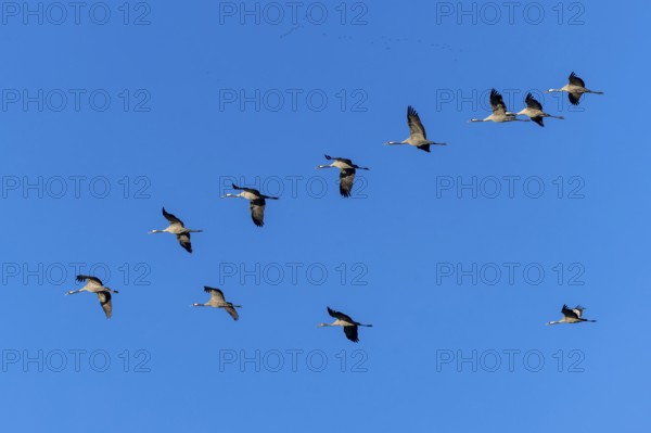 Cranes flying in V-formation against a clear blue sky, Crane (Grus grus) wildlife, Western Pomerania Lagoon National Park, Zingst, Mecklenburg-Western Pomerania, Germany, Europe