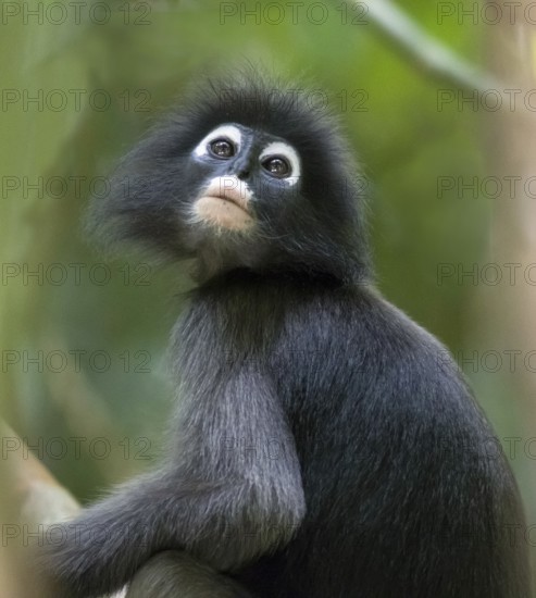 Dusky leaf monkey (Trachypithecus obscurus), Kaeng Krachan National Park, Phetchaburi Province, Thailand, Asia