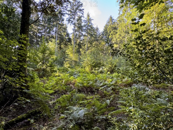 View of semi-shady clearing with ferns Wood fern Lady fern lady fern (Athyrium filix-femina) in unmanaged mixed forest in nature reserve, North Rhine-Westphalia, Germany, Europe