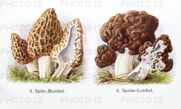 Drawings of mushrooms, black morel (Morchella elata) (syn.: Morchella conica) o. pointed morel, and edible morel (Gyromitra esculenta) (syn. Helvella esculenta) o. spring poisonous morel, spring morel, poisonous morel, which is eaten regionally despite its poisonousness, young and old fruiting bodies, longitudinal section, coloured chromolithography, lithography, detailed historical colour plate, illustration from Otto Schmeil, Lehrbuch Botanik, 28th edition, 1962. old fruiting bodies, longitudinal section, coloured chromolithography, lithography, lithograph, detailed historical colour plate, illustration from Otto Schmeil, Lehrbuch der Botanik, 28th edition, 1911, Germany, Europe