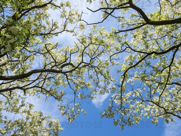Blomstering Robinia tree, Robinia pseudoacacia, Robinie, at lake Plauer See, Brandenburg, Germany, Europe