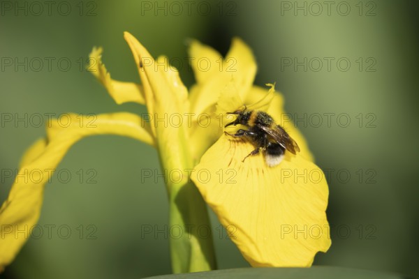 Buff tailed bumblebee (Bombus terrestris) adult bee feeding on a Yellow iris flower in summer, England, United Kingdom, Europe