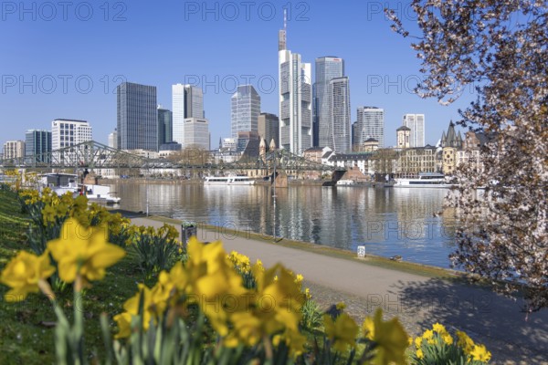 Flowers and trees bloom on the banks of the Main in front of Frankfurt's banking skyline, Frankfurt am Main, Hesse, Germany, Europe