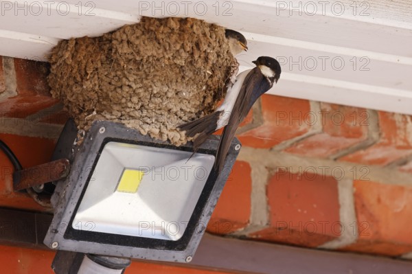 Common house martin (Delichon urbicum) sitting at nest with young, Schleswig-Holstein, Germany, Europe