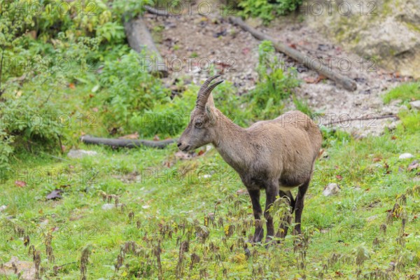 A female ibex (Capra ibex) walks across a green meadow on a cloudy day