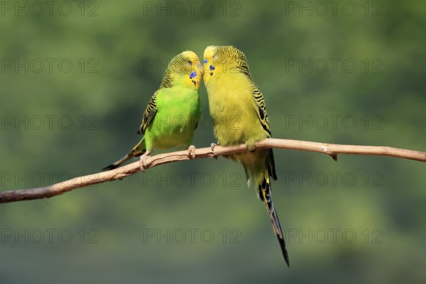 Budgerigar (Melopsittacus undulatus), adult, pair, male, female, two, in perch, courtship, social behaviour, Australia, Oceania
