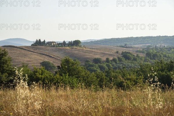 Typical Tuscan landscape in Val d'Orcia with hills, trees, fields, farmhouses and cypresses in summer, Tuscany, Italy, Europe