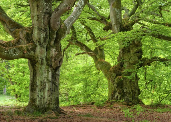 Gnarled old beech tree in the former Hutewald Halloh forest in spring, Bad Wildungen, Kellerwald, Hesse, Germany, Europe