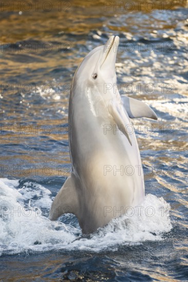 Common bottlenose dolphin (Tursiops truncatus) or Atlantic bottlenose dolphin playing in the water, captive, Germany, Europe