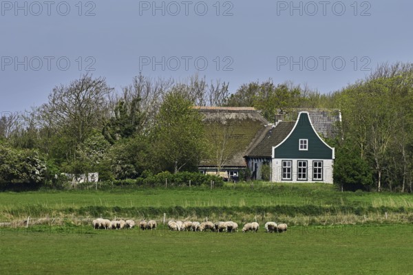 A group of domestic sheep (Ovis orientalis aries), on a meadow, behind an old farm, Texel, Netherlands
