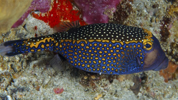 A colourful fish with a striking pattern, white trunkfish (Ostracion meleagris), swimming over corals, dive site Gamat Bay, Nusa Ceningan, Nusa Penida, Bali, Indonesia, Asia