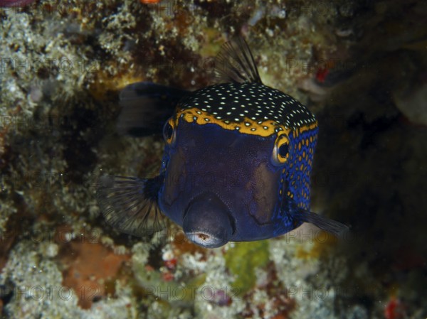 A colourful white tufted boxfish (Ostracion meleagris) with a blue and yellow dotted pattern, dive site Gamat Bay, Nusa Ceningan, Nusa Penida, Bali, Indonesia, Asia