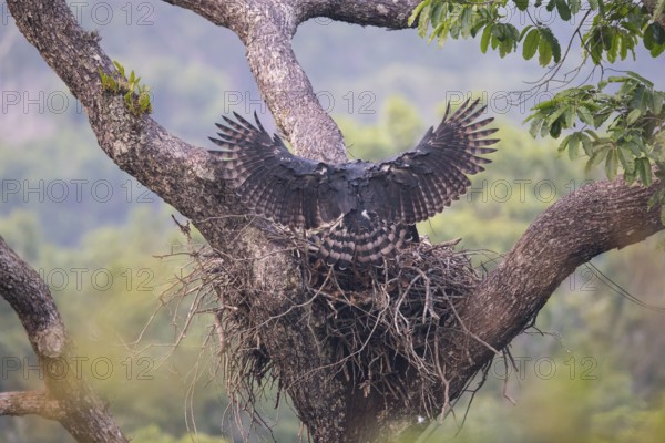 American harpy eagle (Harpia harpyja) Old bird, female lands in nest, Carajas National Park, Brazil, South America
