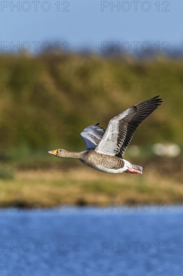 Greylag Goose, Anser anser, bird in flight over winter marshes