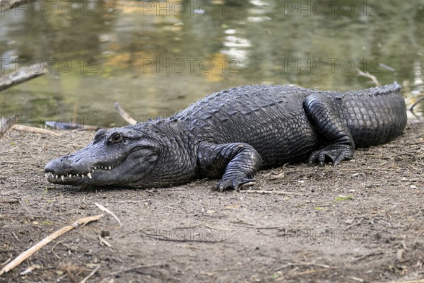 Mississippi Alligator (Alligator mississippiensis), pike alligator, adult, lying, friendly, smiling, on land, on water, Florida, USA, North America