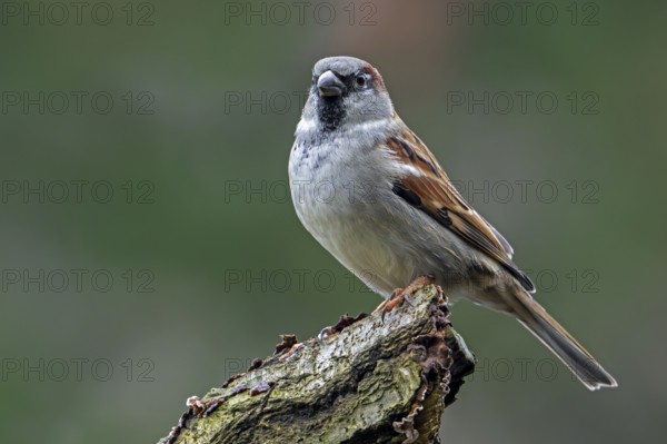 House sparrow (Passer domesticus) adult male perched on tree stump in early winter
