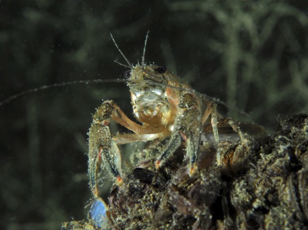 A crayfish (Faxonius limosus), American crayfish, invasive species, explores at night the underwater bottom covered with mussels, quagga mussel (Dreissena rostriformis bugensis), invasive species. Dive site Wildsau, Berlingen, Lake Constance, Switzerland, Europe