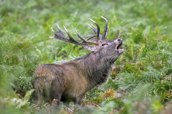 Red deer (Cervus elaphus) stag bellowing among bracken at forest's edge during the rut in autumn, fall