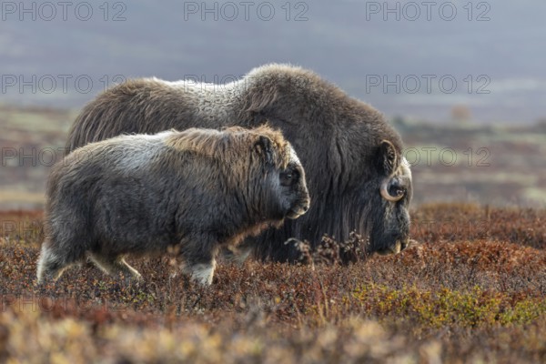 Musk oxen (Ovibos moschatus), mother and calf, young animal, standing, autumn, Dovrefjell National Park, Norway, Europe