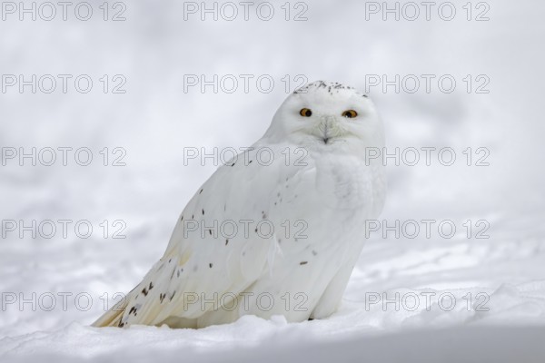Snowy owl, white owl, Arctic owl (Bubo scandiacus, Strix scandiaca) male in the snow on the tundra in winter, Scandinavia