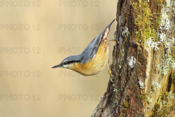 Nuthatch (Sitta europaea), hanging on a moss-covered branch, wildlife, animals, birds, nature photography, Neunkirchen, Siegerland, North Rhine-Westphalia, Germany, Europe