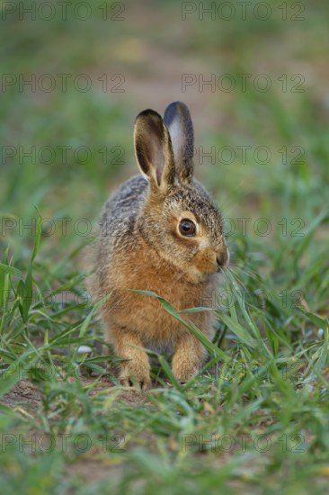 European brown hare (Lepus europaeus) juvenile leveret in a farmland cereal crop, Norfolk, England, United Kingdom, Europe