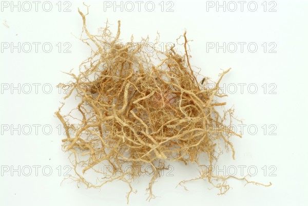 Vetiver, Chrysopogon zizanioides, Andropogon squarrosus, Andropogon muricatus, a sweet grass, is used as incense and as a fixative in perfumery. In naturopathy, vetiver is used for skin problems and nervous tension