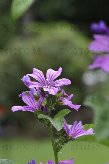 Common mallow (Malva sylvestris), flower in a meadow, medicinal plant, aromatic plant, medicinal use, Wilnsdorf, North Rhine-Westphalia, Germany, Europe