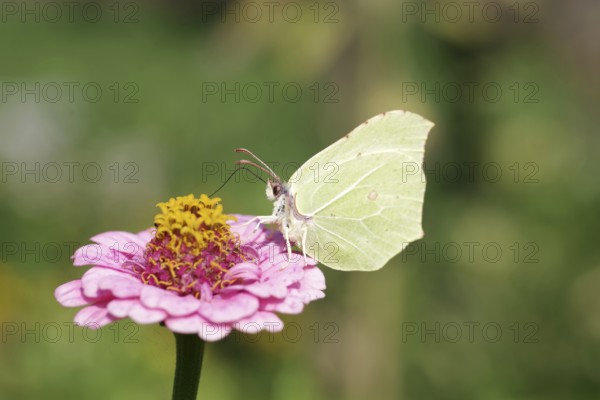 Lemon butterfly (Gonepteryx rhamni), butterfly, macro, flower, colourful, summer, A colourful close-up of the lemon butterfly on a zinnia. The butterfly sucks nectar from the flower with its sucking tube