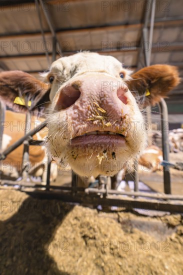 The snout of a cow peers curiously through the bars in the barn, Haselstaller Hof, Gechingen, Calw district, Hecken and Gäu region, Germany, Europe