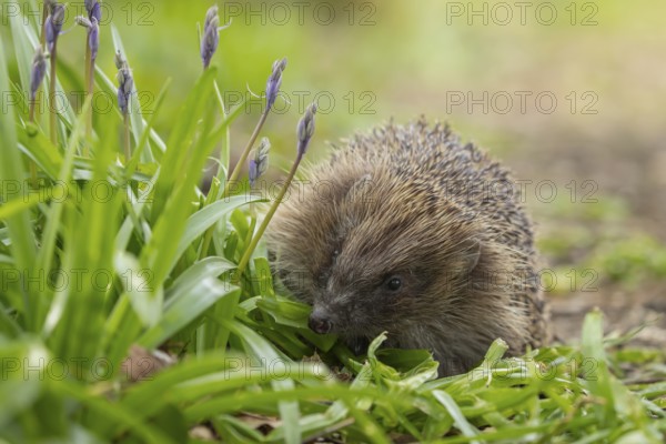 European hedgehog (Erinaceus europaeus) adult animal walking passed flowering Bluebells in a garden in the spring, England, United Kingdom, Europe