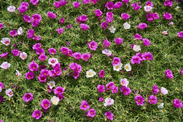 Moss-rose purslane (Portulaca grandiflora), summer, Ossiach, Lake Ossiach, Carinthia, Austria, Europe