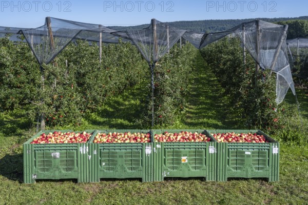 Apples of the Jonagold variety in large apple crates, Bodman-Ludwigshafen, Konstanz district, Baden-Württemberg, Germany, Europe
