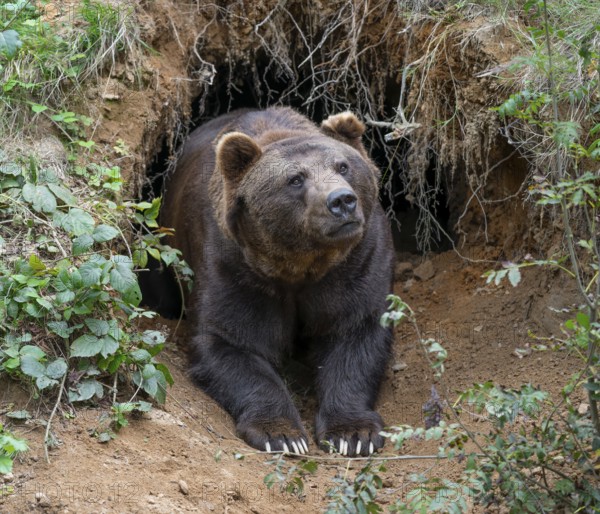 European brown bear (Ursus arctos) lying in front of its self-dug cave, captive, Bavarian Forest National Park, Bavaria, Germany, Europe