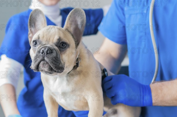 French Bulldog in a veterinary clinic. Two doctors are examining him. Veterinary medicine concept. Pedigree dogs.