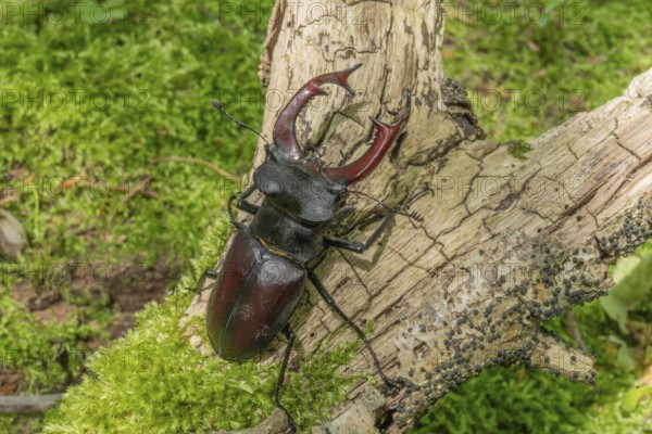 Male Raven Kite (Lucanus cervus) on the trunk of a dead tree in the forest in spring. Bas Rhin Alsace, grand est, France, Europe