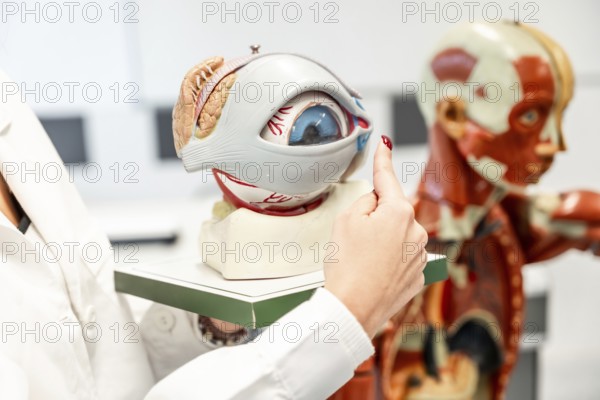 Doctor or medical student pointing at anatomical model of a human eye during a lesson in a medical university or research institute