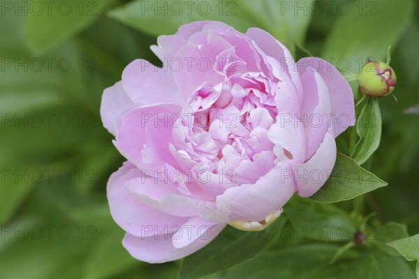 Asian peony or Chinese peony (Paeonia lactiflora), flower, ornamental plant, North Rhine-Westphalia, Germany, Europe