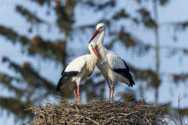 Two storks standing lovingly together on a nest in front of a blue sky, White Stork (Ciconia ciconia), wildlife, Germany, Europe