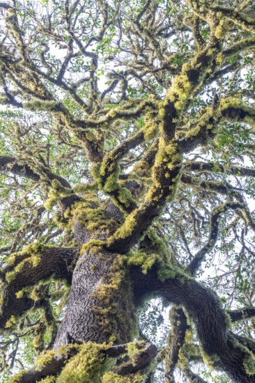 Laurel trees with mosses and lichens, Garajonay National Park, La Gomera, Canary Islands, Spain, Europe