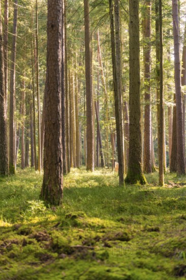 Tall trees with soft light in a dense, green forest, Calw district, Black Forest, Germany, Europe