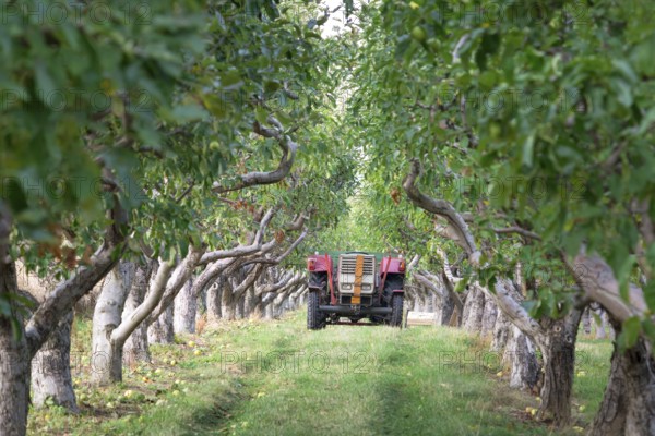 Old tractor with trailer in the apple trees orchard