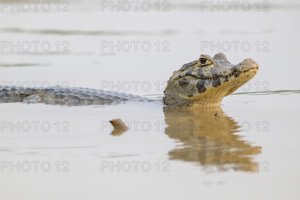 Spectacled caiman (Caiman crocodilus yacara), Alligator (Alligatoridae), Crocodile (Crocodylia), Reflection, Pantanal, Inland, Wetland, UNESCO Biosphere Reserve, World Heritage Site, Wetland, Mato Grosso, Brazil, South America