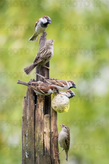 Beautiful couple of house sparrows (Passer domesticus) in the rain on a feeding post