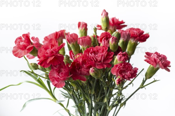 Bouquet of pink carnation flowers. Clove flowers, White background