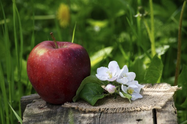 Red apple and apple blossoms on a wooden bench in the shadow of the garden and blurred green grass background