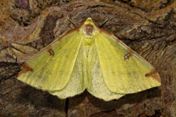 Brimstone moth (Opisthograptis luteolata)