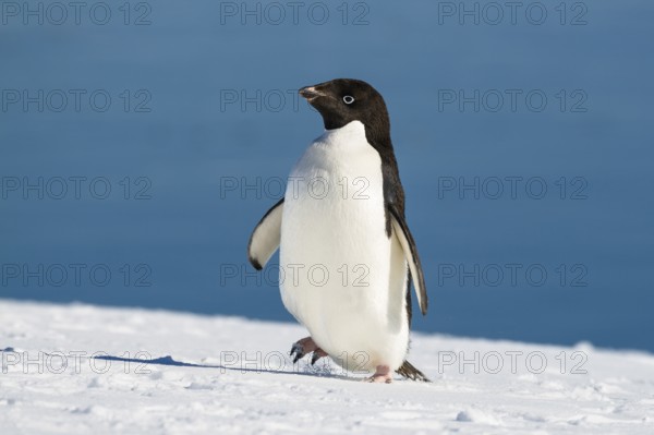 Adelie Penguin (Pygoscelis adeliae), Antarctic Peninsula, Antarctica