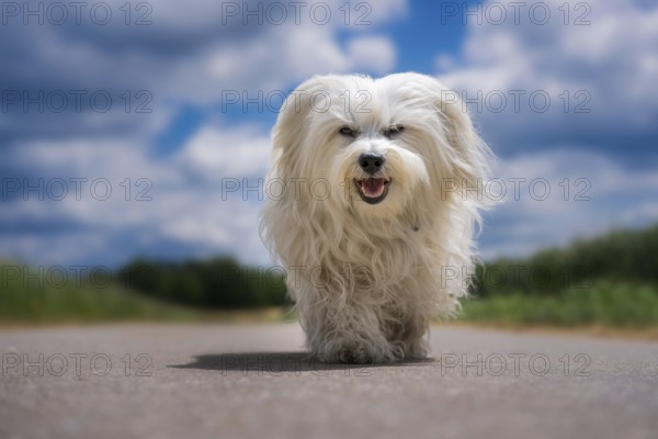 Small white dog runs towards the camera